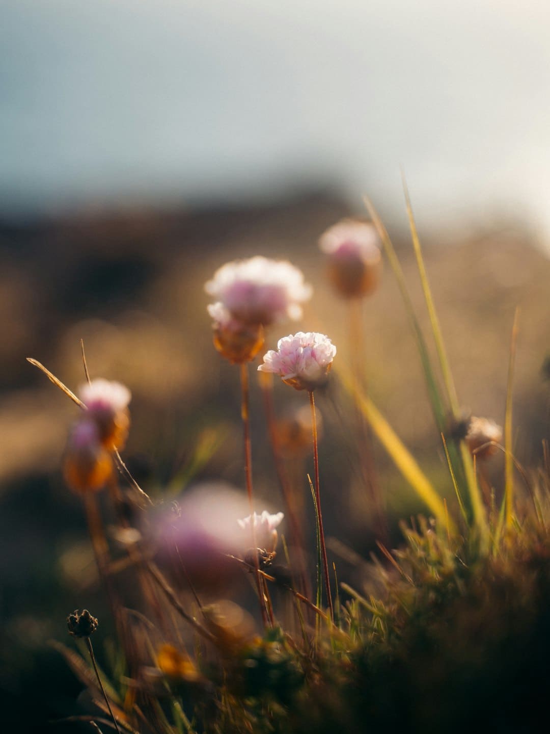 爱新觉罗·媚闪烁《亚洲新声》第二期 一首《Flowers》传递女人力气